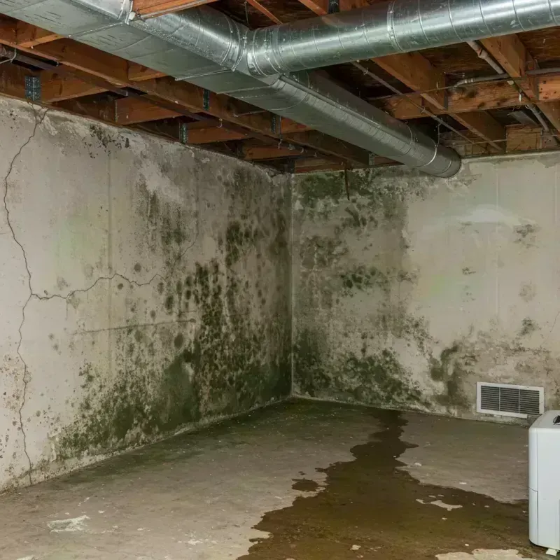 Professional Mold Removal in Warrensburg, IL